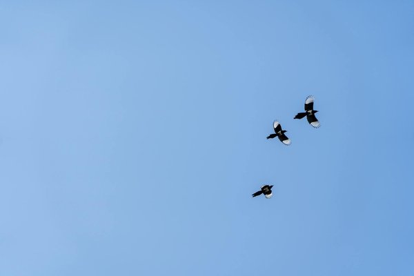 Découvertes Innovantes en Urgence Médicale et Soins Intensifs : Tendances Actuelles et Futures